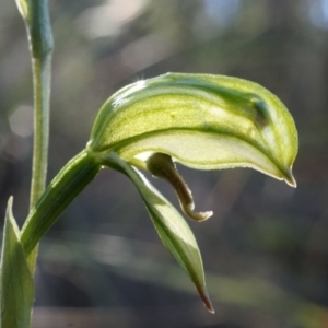 Bunochilus umbrinus at suppressed - 2 Aug 2014