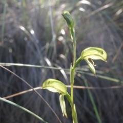 Bunochilus umbrinus (ACT) = Pterostylis umbrina (NSW) at suppressed - 2 Aug 2014