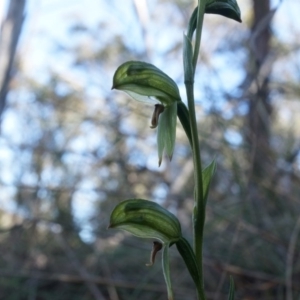 Bunochilus umbrinus (ACT) = Pterostylis umbrina (NSW) at suppressed - suppressed