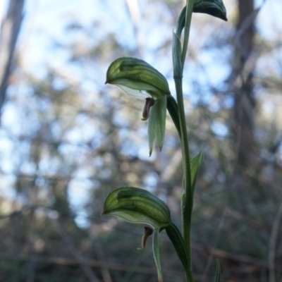 Bunochilus umbrinus (Broad-sepaled Leafy Greenhood) at Canberra Central, ACT - 2 Aug 2014 by AaronClausen