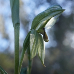 Bunochilus umbrinus (ACT) = Pterostylis umbrina (NSW) at suppressed - suppressed