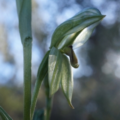 Bunochilus umbrinus (ACT) = Pterostylis umbrina (NSW) (Broad-sepaled Leafy Greenhood) by AaronClausen