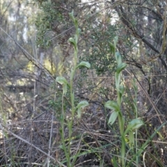 Bunochilus umbrinus (ACT) = Pterostylis umbrina (NSW) at suppressed - suppressed