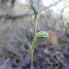 Bunochilus umbrinus (ACT) = Pterostylis umbrina (NSW) (Broad-sepaled Leafy Greenhood) by AaronClausen