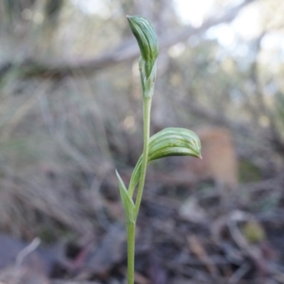 Bunochilus umbrinus (ACT) = Pterostylis umbrina (NSW) (Broad-sepaled Leafy Greenhood) by AaronClausen