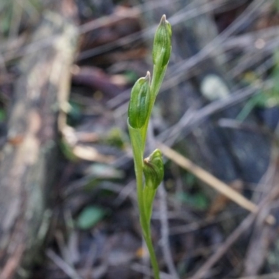 Bunochilus umbrinus (Broad-sepaled Leafy Greenhood) at Canberra Central, ACT - 2 Aug 2014 by AaronClausen