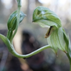 Bunochilus umbrinus (ACT) = Pterostylis umbrina (NSW) (Broad-sepaled Leafy Greenhood) by AaronClausen