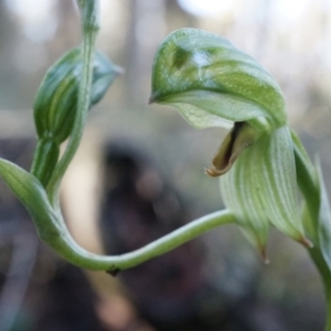 Bunochilus umbrinus (ACT) = Pterostylis umbrina (NSW) at suppressed - suppressed