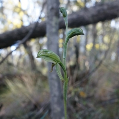 Bunochilus umbrinus (Broad-sepaled Leafy Greenhood) at Canberra Central, ACT - 2 Aug 2014 by AaronClausen