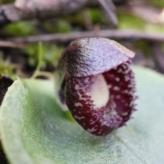 Corysanthes incurva (Slaty Helmet Orchid) at Canberra Central, ACT by AaronClausen