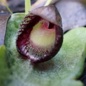 Corysanthes incurva at suppressed - 2 Aug 2014