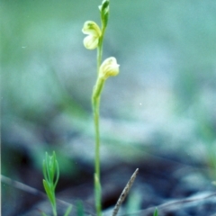 Hymenochilus sp. (A Greenhood Orchid) at Conder, ACT - 7 Oct 2001 by michaelb