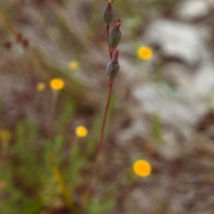 Thelymitra pauciflora (Slender Sun Orchid) at Conder, ACT - 29 Nov 1999 by michaelb