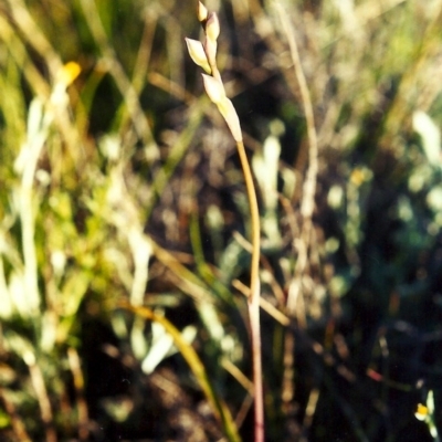 Thelymitra pauciflora (Slender Sun Orchid) at Theodore, ACT - 14 Oct 2001 by michaelb