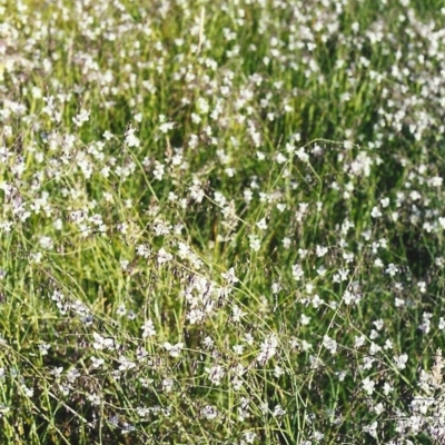 Arthropodium milleflorum (Vanilla Lily) at Conder, ACT - 2 Dec 1999 by MichaelBedingfield