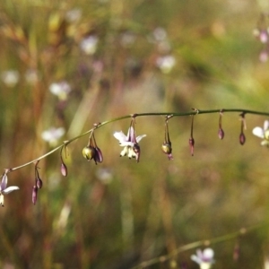 Arthropodium milleflorum at Conder, ACT - 7 Dec 1999