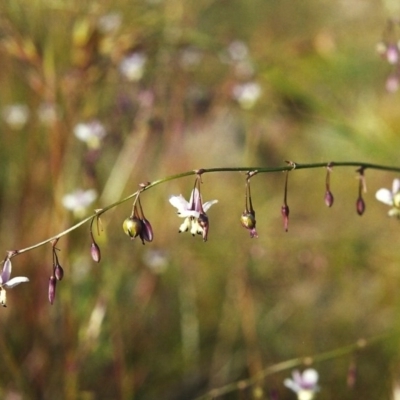 Arthropodium milleflorum (Vanilla Lily) at Conder, ACT - 6 Dec 1999 by michaelb