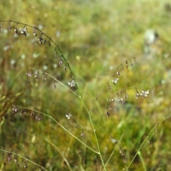 Arthropodium milleflorum at Conder, ACT - 7 Dec 1999