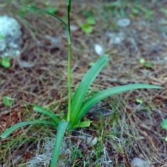 Arthropodium milleflorum (Vanilla Lily) at Conder, ACT - 12 Nov 2000 by michaelb