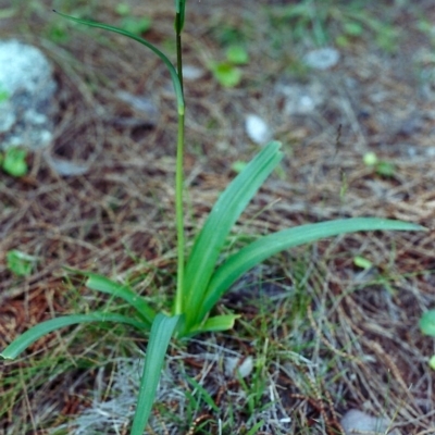 Arthropodium milleflorum (Vanilla Lily) at Tuggeranong Hill - 12 Nov 2000 by michaelb