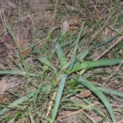 Arthropodium milleflorum at Calwell, ACT - 28 Jul 2014