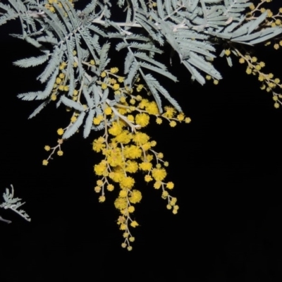 Acacia dealbata (Silver Wattle) at Chisholm, ACT - 30 Jun 2014 by MichaelBedingfield