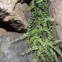 Asplenium flabellifolium (Necklace Fern) at Conder, ACT - 27 Jul 2014 by MichaelBedingfield