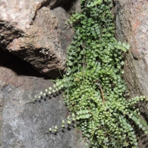 Asplenium flabellifolium at Conder, ACT - 27 Jul 2014