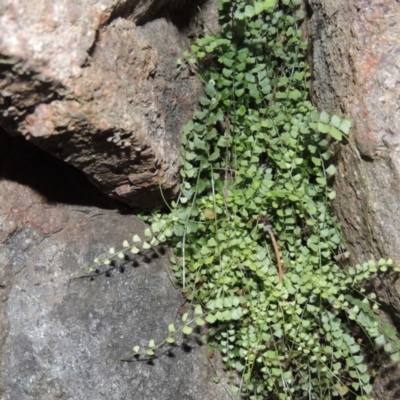 Asplenium flabellifolium (Necklace Fern) at Conder, ACT - 27 Jul 2014 by michaelb