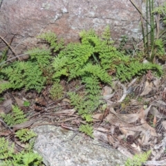 Cheilanthes austrotenuifolia (Rock Fern) at Conder, ACT - 27 Jul 2014 by MichaelBedingfield