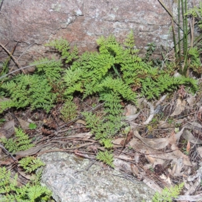 Cheilanthes austrotenuifolia (Rock Fern) at Conder, ACT - 27 Jul 2014 by MichaelBedingfield