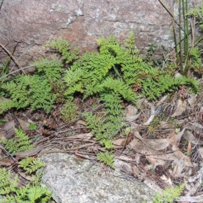 Cheilanthes austrotenuifolia (Rock Fern) at Conder, ACT - 27 Jul 2014 by michaelb