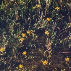 Ranunculus papulentus (Large River Buttercup) at Bonython, ACT - 30 Sep 2008 by michaelb