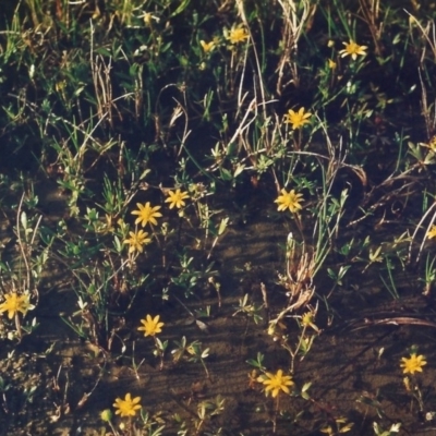 Ranunculus papulentus (Large River Buttercup) at Bonython, ACT - 1 Oct 2008 by MichaelBedingfield