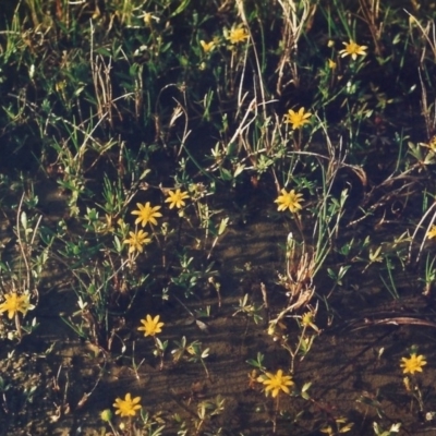 Ranunculus papulentus (Large River Buttercup) at Pine Island to Point Hut - 1 Oct 2008 by MichaelBedingfield