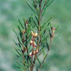 Bertya rosmarinifolia (Rosemary Bertya) at Pine Island to Point Hut - 25 Sep 2008 by MichaelBedingfield