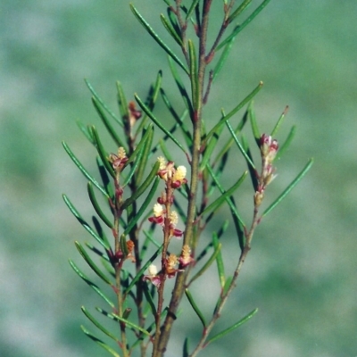 Bertya rosmarinifolia (Rosemary Bertya) at Pine Island to Point Hut - 25 Sep 2008 by MichaelBedingfield