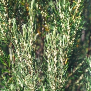 Bertya rosmarinifolia at Bonython, ACT - 24 Mar 2002