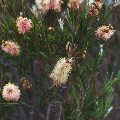 Callistemon sieberi (River Bottlebrush) at Paddys River, ACT - 29 Mar 2002 by MichaelBedingfield