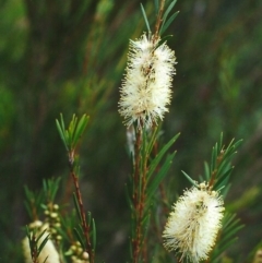 Callistemon sieberi (River Bottlebrush) at Point Hut to Tharwa - 29 Mar 2002 by michaelb