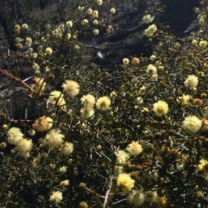 Acacia ulicifolia at Majura, ACT - 3 Aug 2014 10:51 AM