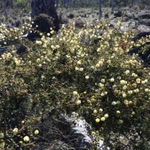 Acacia ulicifolia at Majura, ACT - 3 Aug 2014 10:51 AM