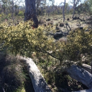 Acacia ulicifolia at Majura, ACT - 3 Aug 2014 10:51 AM