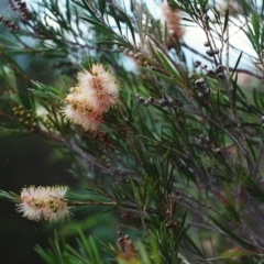 Callistemon sieberi (River Bottlebrush) at Paddys River, ACT - 27 Mar 2002 by michaelb