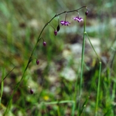 Arthropodium minus (Small Vanilla Lily) at Conder, ACT - 3 Nov 2000 by MichaelBedingfield