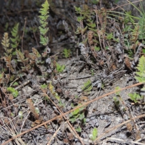 Cheilanthes distans at Conder, ACT - 29 Jul 2014 07:00 PM