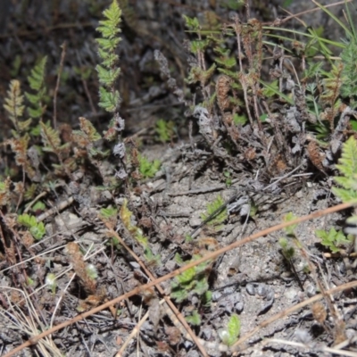 Cheilanthes distans (Bristly Cloak Fern) at Conder, ACT - 29 Jul 2014 by michaelb