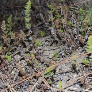 Cheilanthes distans at Conder, ACT - 29 Jul 2014