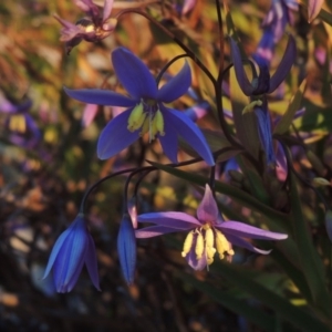 Stypandra glauca at Chisholm, ACT - 4 Aug 2014