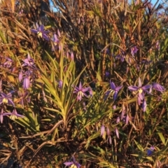 Stypandra glauca at Chisholm, ACT - 4 Aug 2014